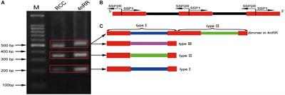 Molecular Organization and Chromosomal Localization Analysis of 5S rDNA Clusters in Autotetraploids Derived From Carassius auratus Red Var. (♀) × Megalobrama amblycephala (♂)